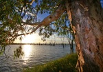 Wachtels Lagoon, Kingston-on-Murray, South Australia