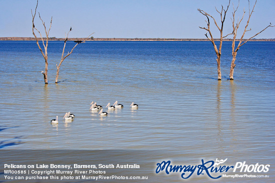 Pelicans on Lake Bonney, Barmera, South Australia