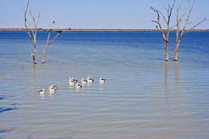 Pelicans on Lake Bonney, Barmera, South Australia