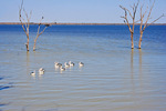 Pelicans on Lake Bonney, Barmera, South Australia