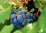 Grapes on the vine, Waikerie, South Australia