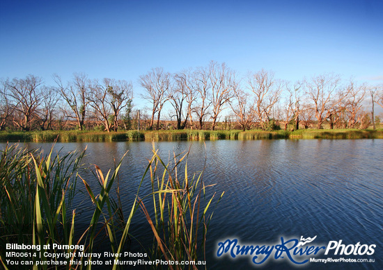 Billabong at Purnong