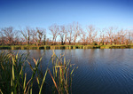 Billabong at Purnong