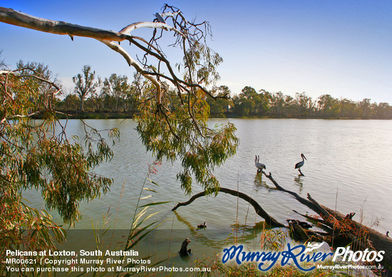 Pelicans at Loxton, South Australia