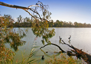 Pelicans at Loxton, South Australia