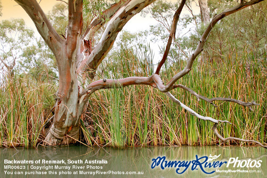 Backwaters of Renmark, South Australia