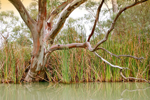 Backwaters of Renmark, South Australia