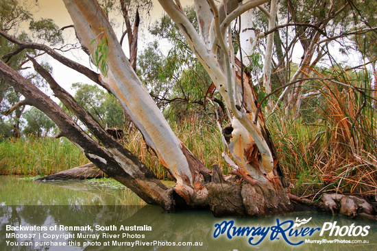 Backwaters of Renmark, South Australia