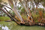 Backwaters of Renmark, South Australia