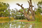 Backwaters of Renmark, South Australia