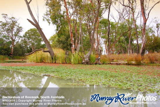 Backwaters of Renmark, South Australia