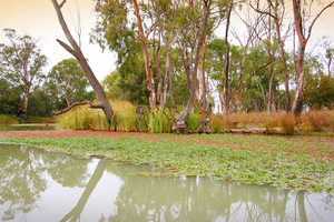 Backwaters of Renmark, South Australia