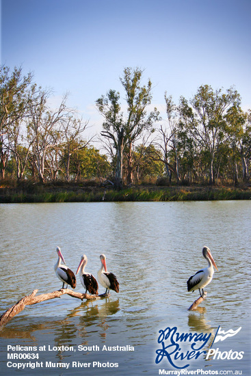 Pelicans at Loxton, South Australia