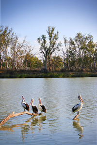 Pelicans at Loxton, South Australia