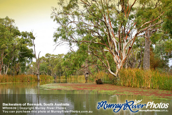 Backwaters of Renmark, South Australia