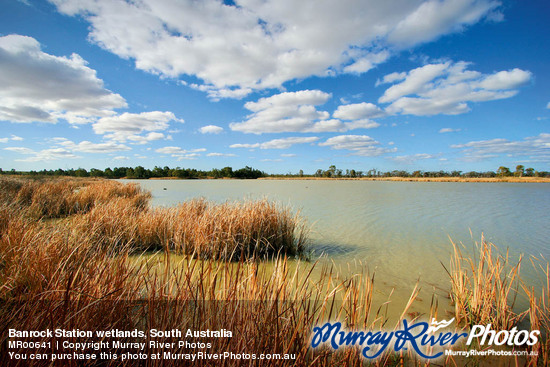 Banrock Station wetlands, South Australia