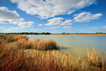 Banrock Station wetlands, South Australia