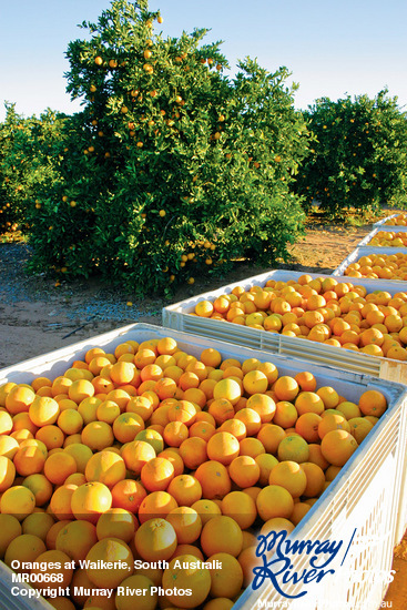 Oranges at Waikerie, South Australia