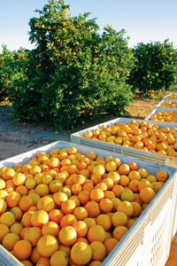 Oranges at Waikerie, South Australia