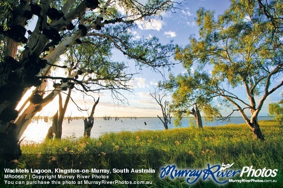 Wachtels Lagoon, Kingston-on-Murray, South Australia