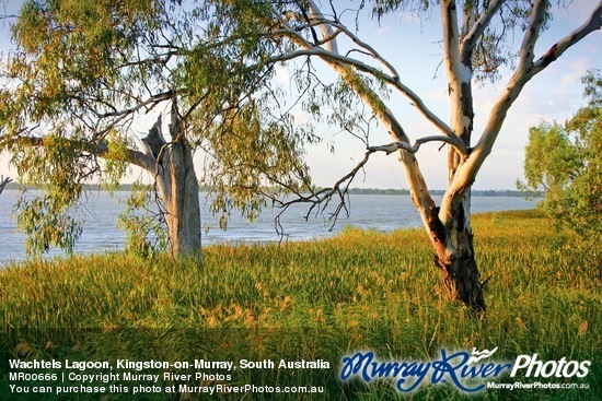 Wachtels Lagoon, Kingston-on-Murray, South Australia