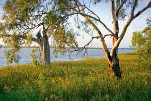 Wachtels Lagoon, Kingston-on-Murray, South Australia