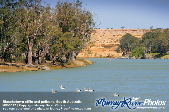 Blanchetown cliffs and pelicans, South Australia