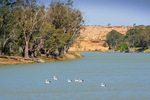 Blanchetown cliffs and pelicans, South Australia