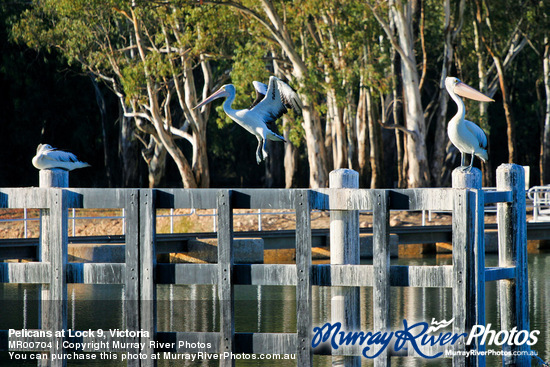 Pelicans at Lock 9, Victoria