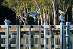 Pelicans at Lock 9, Victoria