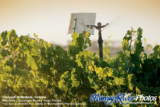 Vineyard at Merbein, Victoria