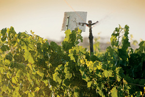 Vineyard at Merbein, Victoria