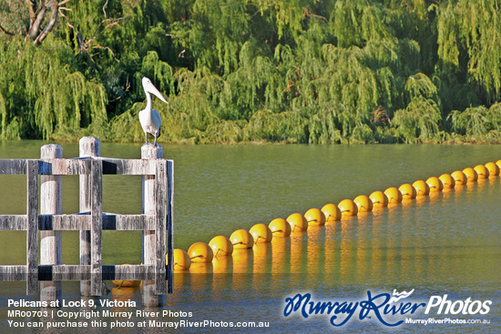 Pelicans at Lock 9, Victoria