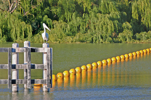 Pelicans at Lock 9, Victoria