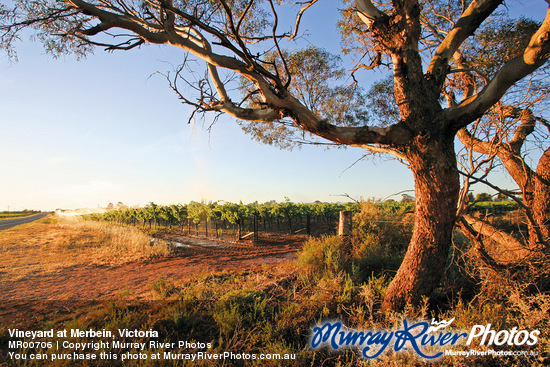 Vineyard at Merbein, Victoria