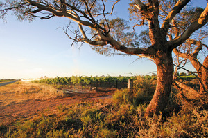 Vineyard at Merbein, Victoria