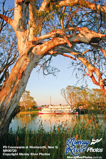 PS Coonwarra at Wentworth, New South Wales