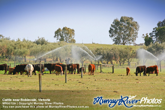 Cattle near Robinvale, Victoria