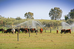 Cattle near Robinvale, Victoria