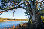 Murray River at Coomealla, Dareton, New South Wales