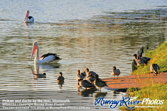 Pelican and ducks by the river, Wentworth