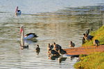 Pelican and ducks by the river, Wentworth