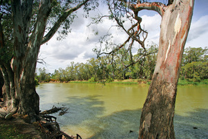 Murray from Koondrook, Victoria