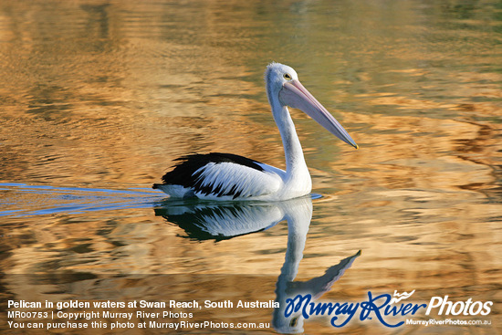 Pelican in golden waters at Swan Reach, South Australia