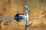 Pelican in golden waters at Swan Reach, South Australia