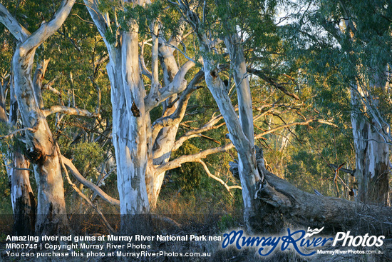 Amazing river red gums at Murray River National Park near Berri, South Australia