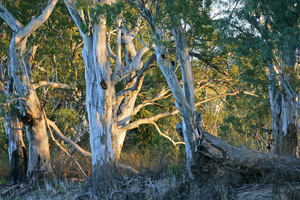 Amazing river red gums at Murray River National Park near Berri, South Australia