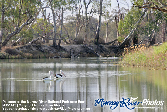 Pelicans at the Murray River National Park near Berri