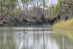 Pelicans at the Murray River National Park near Berri