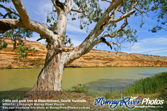 Cliffs and gum tree at Blanchetown, South Australia